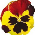گل بنفشه